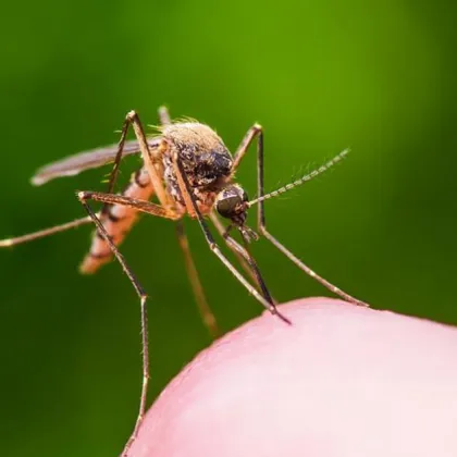 Световната здравна организация СЗО предупреждава че глобалната борба срещу маларията е