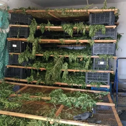 Откриха над 17 кг марихуана в къща