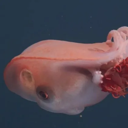 Изследователи съобщиха за едно от най редките наблюдения в съвременната морска