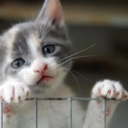 Отровени котки и тревога в Добрич - гражданите нащрек