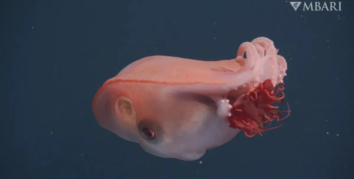 Откриха рядко седемръко морско чудовище: видяно е едва четири пъти за 40 години