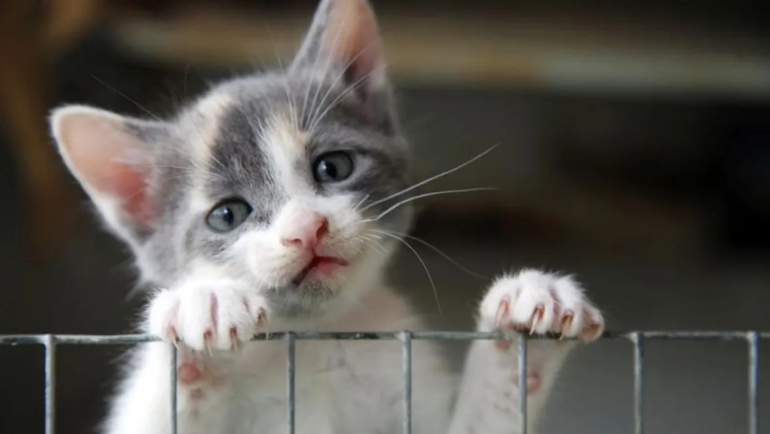 Отровени котки и тревога в Добрич - гражданите нащрек