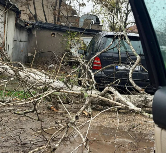 Дърво падна върху паркирани коли в Русе СНИМКИ+ВИДЕО
