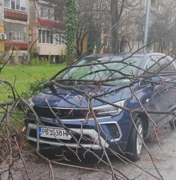Клон рухна върху кола в Пловдив СНИМКА