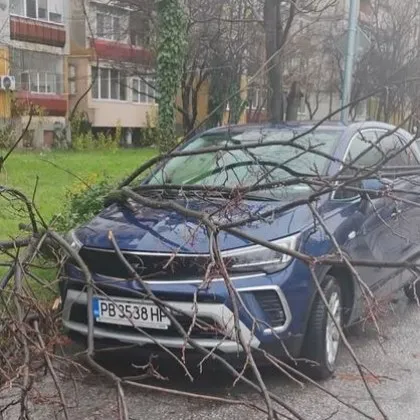 Клон рухна върху кола в Пловдив СНИМКА