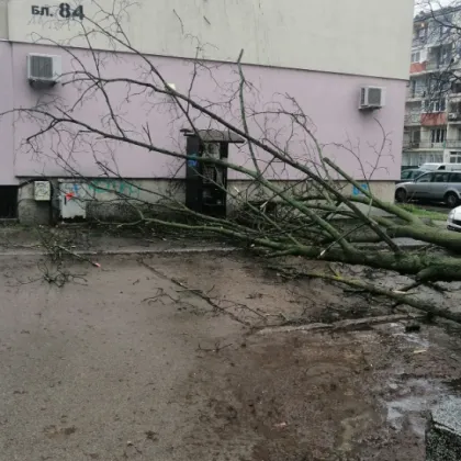 След сутрешния инцидент в Русе при който дърво се стовари