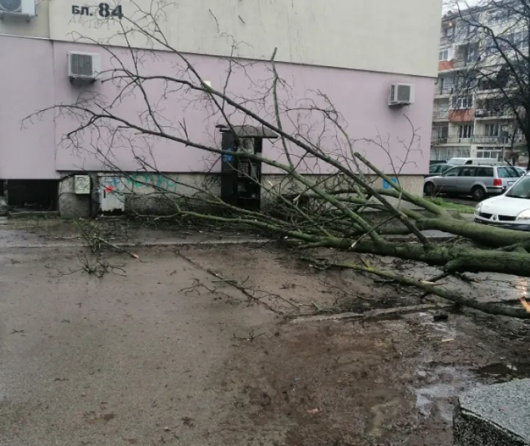 Второ голямо дърво се стовари в Русе СНИМКИ