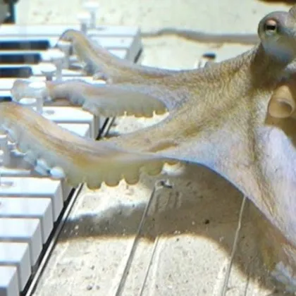 Шведски музикант научи октопод да свири на пиано ВИДЕО