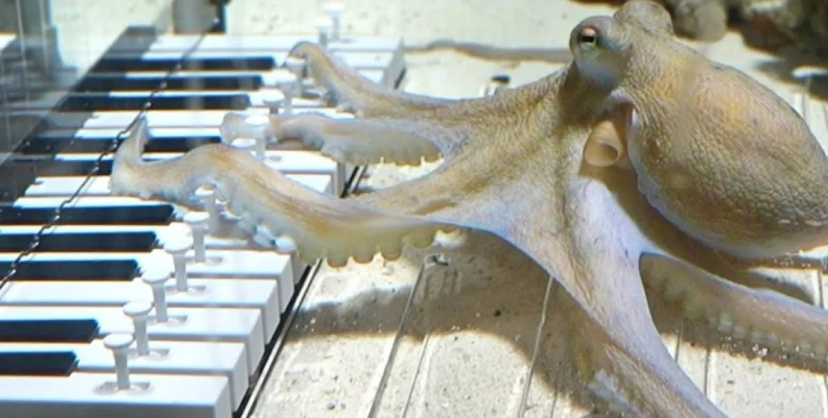 Шведски музикант научи октопод да свири на пиано ВИДЕО