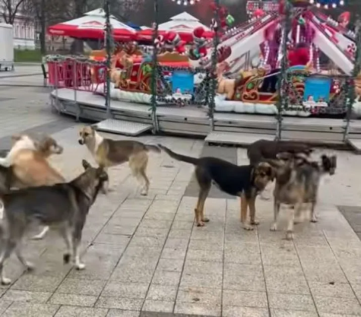 Глутница кучета "превзе" коледен базар ВИДЕО+СНИМКИ