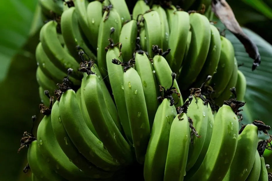 Хиляди банани бяха изхвърлени на плажовете във Великобритания