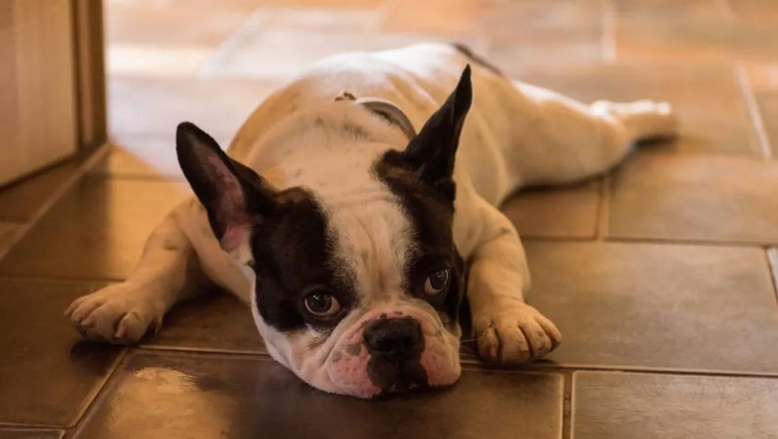 Кола прегази куче в Монтанско