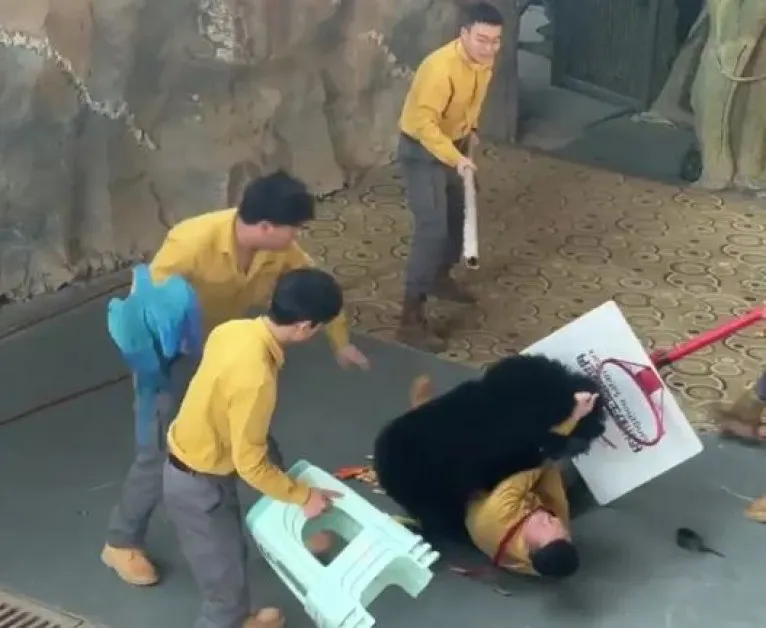 Мечка се нахвърли на треньора си ВИДЕО