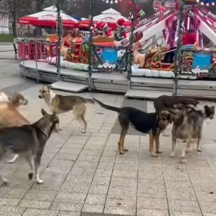 Глутница кучета притесни жителите на нашия град Групата от 7–10 едри