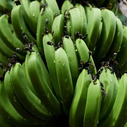 Хиляди банани бяха изхвърлени на плажовете във Великобритания