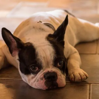 На 07 12 2025 г в 18 00 ч в ОДЧ при РУ Лом