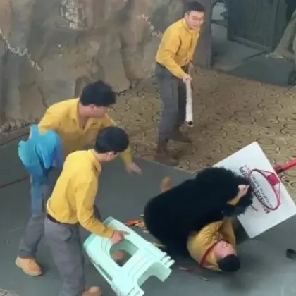 Мечка се нахвърли на треньора си ВИДЕО