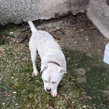 Силно притеснителен инцидент разтърси ловешкия квартал Бабаковец където жена и