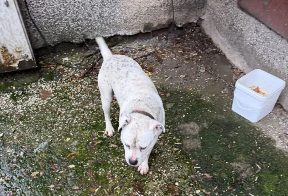 Питбул се нахвърли върху жена и двете ѝ чихуахуа в Ловеч – спасението дойде от непознат минувач