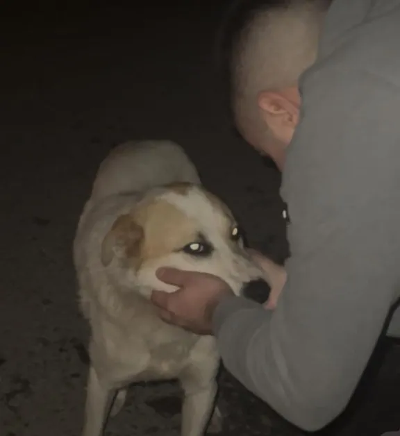 Изоставено на магистралата, но не и от съдбата: гневен урок към човека, хвърлил кучето си