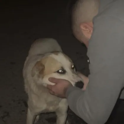 Понякога най яркото огледало на човешката съвест се оказва… едно изоставено