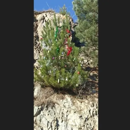 Коледна елха „изненада" шофьори на оживен път СНИМКА