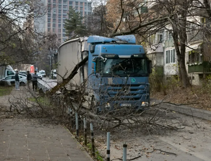 Голям клон се стовари върху камион в София СНИМКИ