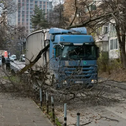 Голям клон се стовари върху камион в София СНИМКИ