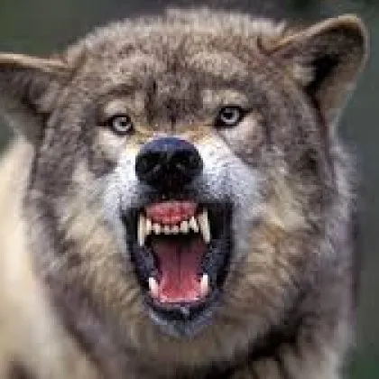 Още едно нападение на вълк срещу дете е станало в