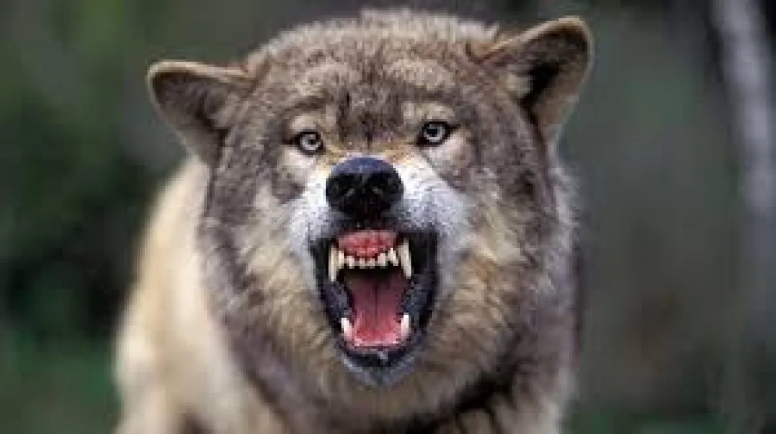 Вълк открадна четиримесечно бебе от дом в Индия