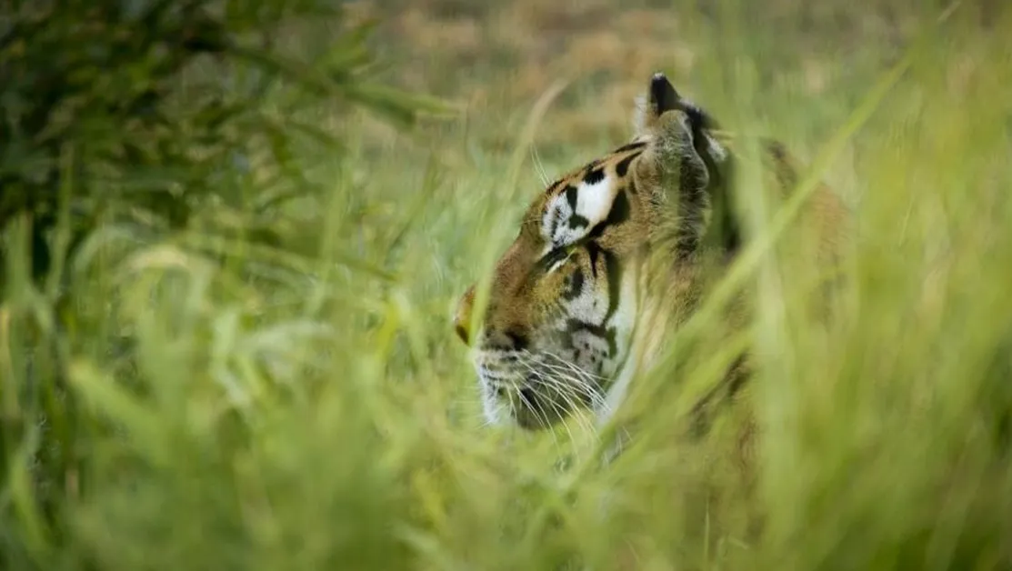 Дива котка уби жена близо до дома ѝ в Индия
