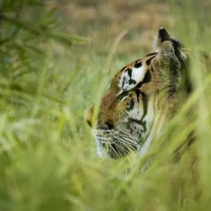Жена е била убита при предполагаемо нападение от тигър докато