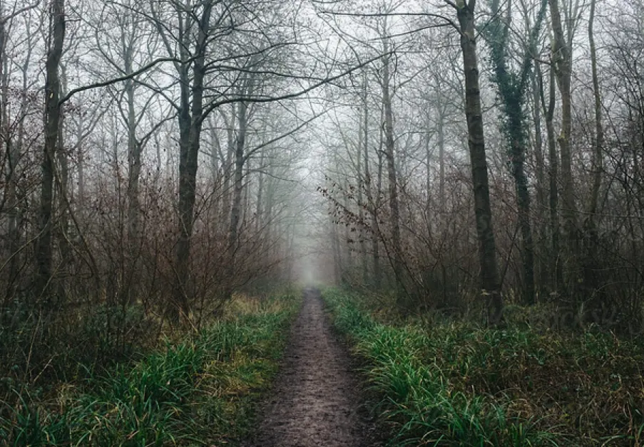 Климатолог: Децата ще трябва да изкарат една кафява Коледа