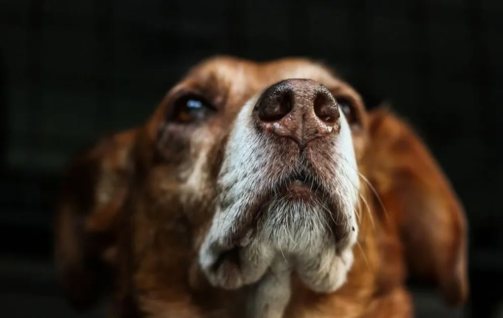 "Кучешка деменция": Скритото заболяване, което тревожи все повече стопани
