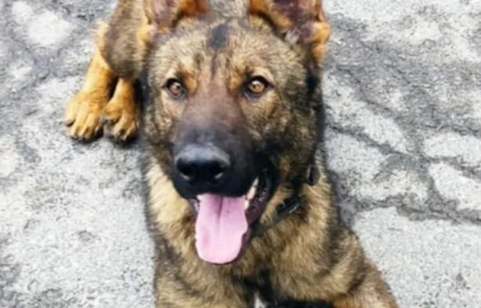 Кучето Бояр откри над 70 кг марихуана на ГКПП „Малко Търново"