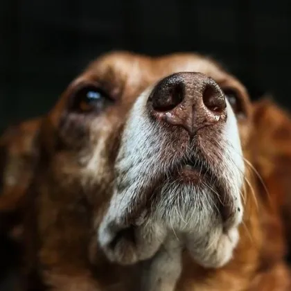 Да имаш куче е прекрасно за хората избрали да допуснат