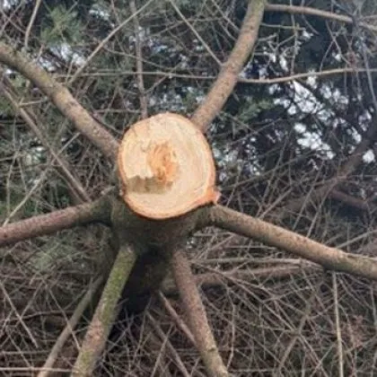 Коледна елха която повече от десет години носела празнично настроение