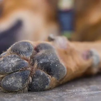 Полицията разследва смъртта на две ловни кучета съобщиха от Областната