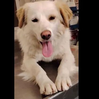 Задържаха мъжа, ударил с все сила куче в земята ВИДЕО