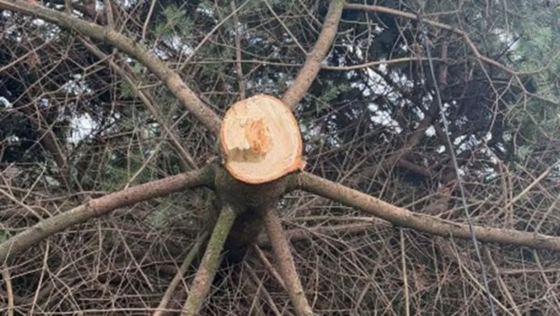 Коледна елха бе отсечена часове след запалването на празничните светлини