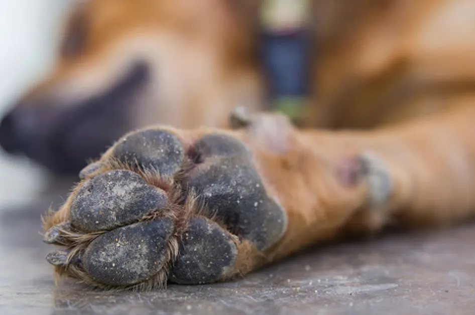 Разследват смъртта на две ловни кучета във Видин