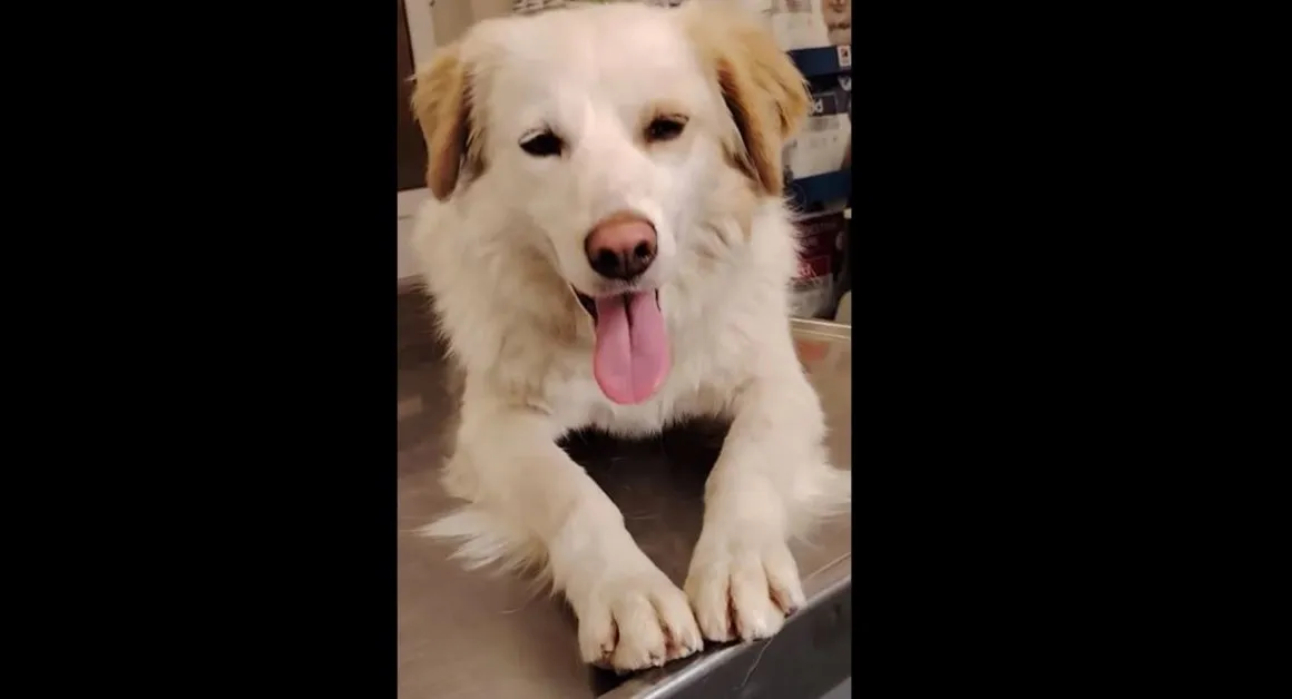 Задържаха мъжа, ударил с все сила куче в земята ВИДЕО