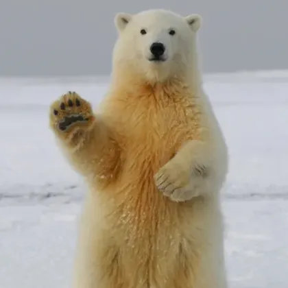 Полярните мечки в Гренландия бързо мутират поради изменението на климата