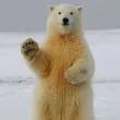 Полярните мечки в Гренландия бързо мутират поради изменението на климата