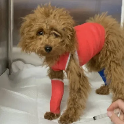 Нападение в столичен парк: Кучето на жена е ранено, търсят се свидетели