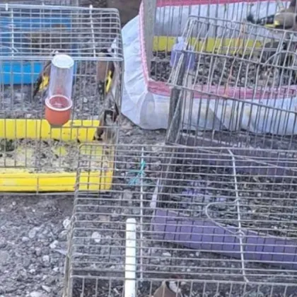 РИОСВ - Пловдив предотврати незаконна търговия със защитени диви птици