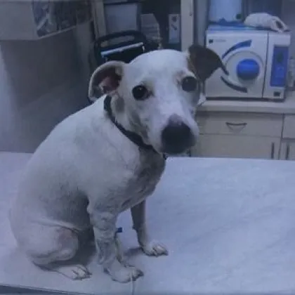 Некролог разказващ за смъртта на домашно куче предизвика съмнения за