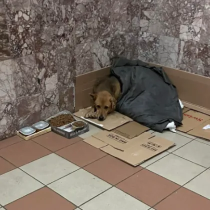 Куче, търсещо топлина, стана обект на заплахи в софийски подлез