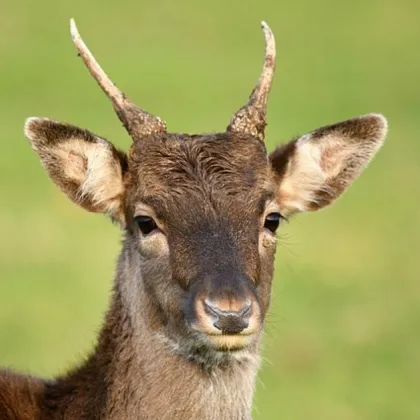 Шофьор се блъсна в дърво при опит да избегне елен