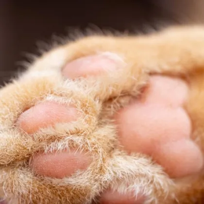 Жител на Добрич сигнализира в социалните мрежи за тревожна и